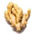 Wholesale cheap price fresh ginger